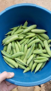 img_20160909_082710_2