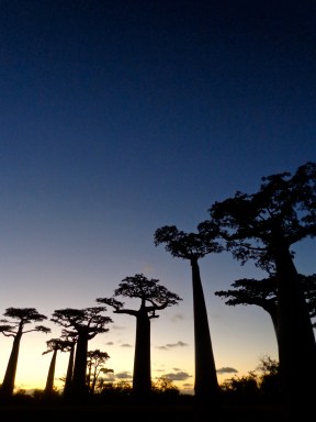 Sunset Baobabs